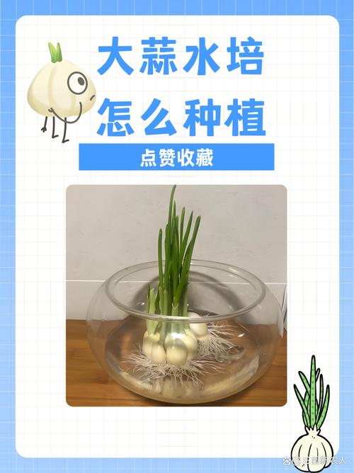 大蒜种植步骤有哪些?-第2张图片-宁夏农业信息网 大蒜种植步骤有哪些?-第2张图片-宁夏农业信息网