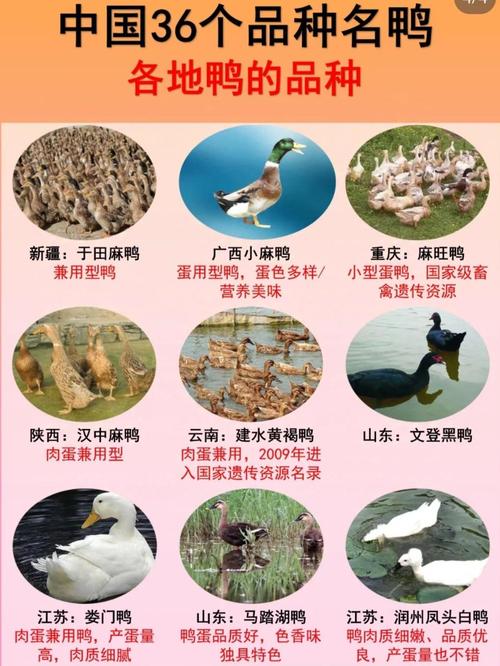 鸭的品种有哪些？附图片大全集-第1张图片-宁夏农业信息网