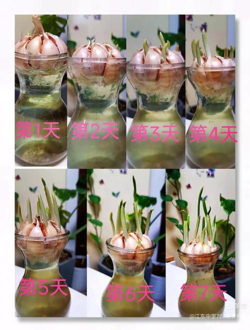 花盆种大蒜怎么种?步骤有哪些?-第1张图片-宁夏农业信息网 花盆种大蒜怎么种?步骤有哪些?-第1张图片-宁夏农业信息网