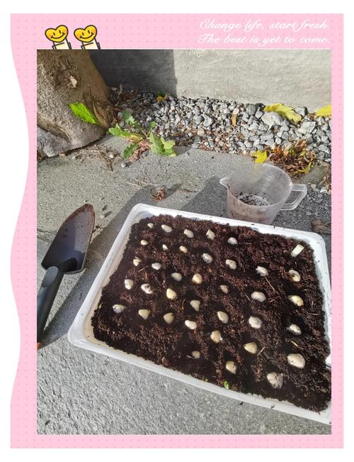 花盆种大蒜怎么种?步骤有哪些?-第2张图片-宁夏农业信息网 花盆种大蒜怎么种?步骤有哪些?-第2张图片-宁夏农业信息网