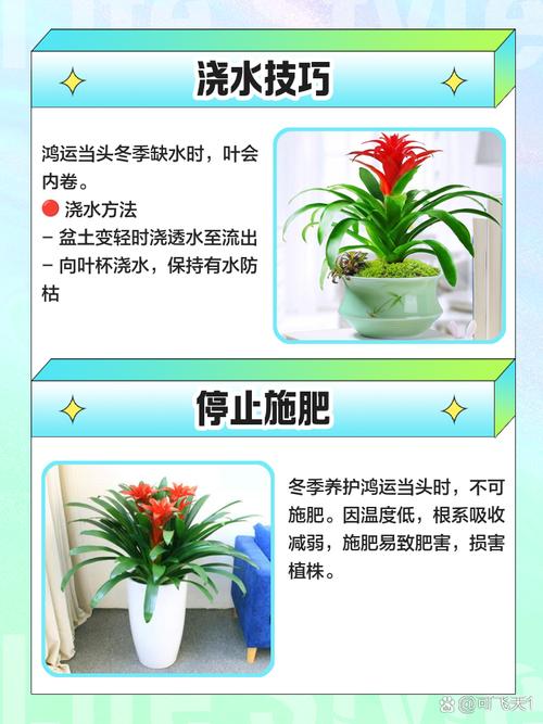 鸿运养殖方法和注意事项有哪些？-第1张图片-宁夏农业信息网