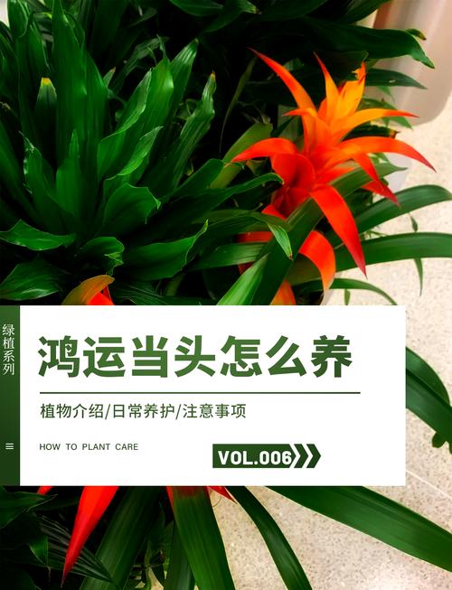 鸿运养殖方法和注意事项有哪些？-第2张图片-宁夏农业信息网