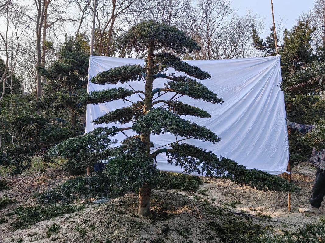 湖北造型罗汉松怎么修剪？-第2张图片-宁夏农业信息网