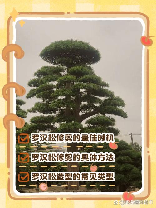 湖北造型罗汉松怎么修剪？-第1张图片-宁夏农业信息网