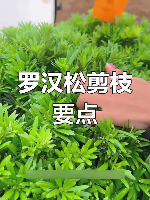 罗汉松扦插最佳方法是什么？-第3张图片-宁夏农业信息网