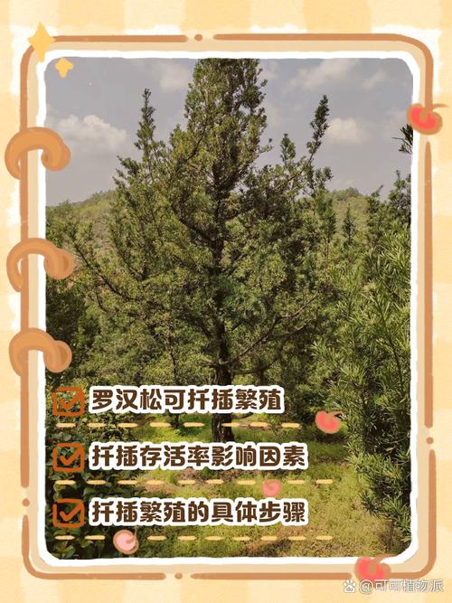 罗汉松扦插最佳方法是什么？-第2张图片-宁夏农业信息网