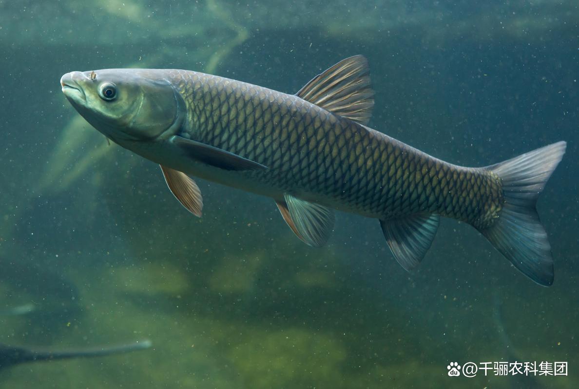 水产养殖学学什么草鱼？-第2张图片-宁夏农业信息网