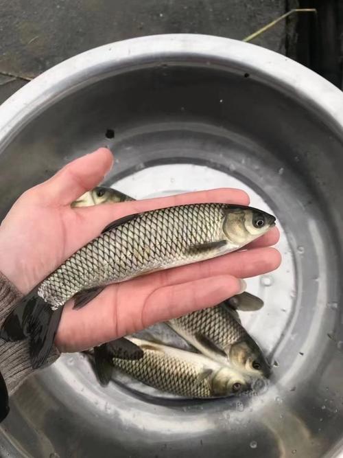 水产养殖学学什么草鱼？-第3张图片-宁夏农业信息网