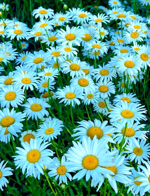 路边雏菊有多少常见品种?-第1张图片-宁夏农业信息网 路边雏菊有多少常见品种?-第1张图片-宁夏农业信息网