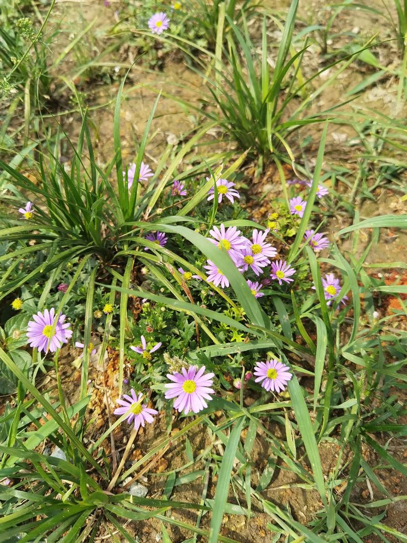 路边雏菊有多少常见品种?-第3张图片-宁夏农业信息网 路边雏菊有多少常见品种?-第3张图片-宁夏农业信息网