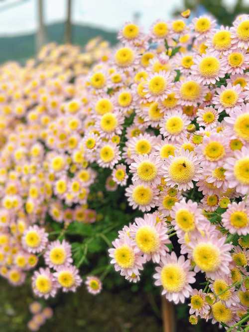 路边雏菊有多少常见品种?-第2张图片-宁夏农业信息网 路边雏菊有多少常见品种?-第2张图片-宁夏农业信息网