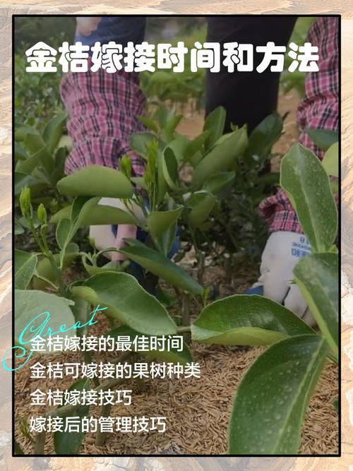 橘子树嫁接何时最佳？方法有哪些要点？-第1张图片-宁夏农业信息网