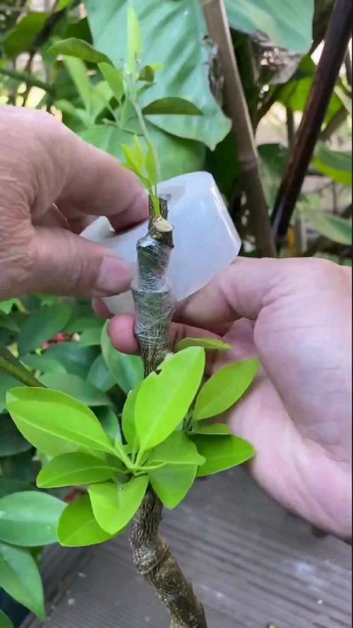 橘子树嫁接何时最佳？方法有哪些要点？-第2张图片-宁夏农业信息网