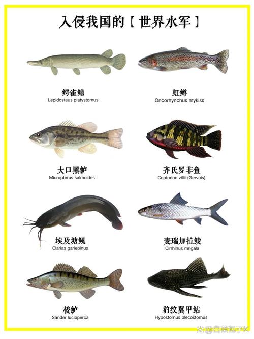 中国进口鱼类水产排名-第2张图片-宁夏农业信息网