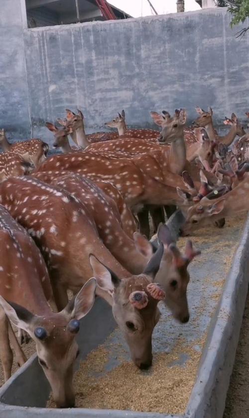 我国鹿的养殖品种有哪些-第2张图片-宁夏农业信息网 我国鹿的养殖品种有哪些-第2张图片-宁夏农业信息网