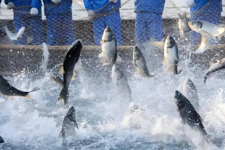 昆明气候适宜水产养殖-第2张图片-宁夏农业信息网