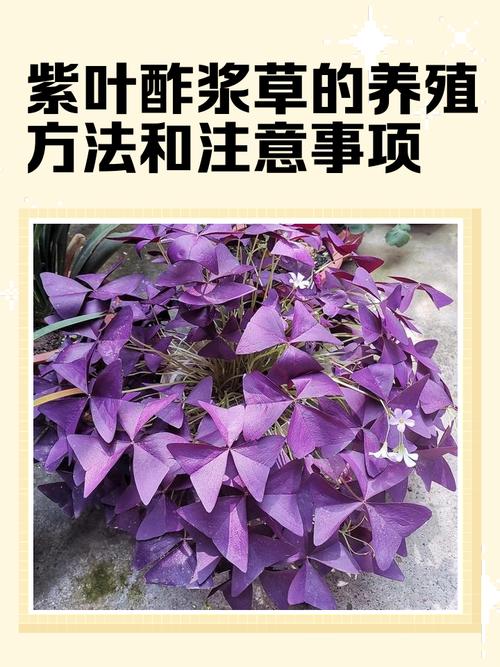 紫叶酢浆草怎么繁殖?图解方法有哪些?-第1张图片-宁夏农业信息网 紫叶酢浆草怎么繁殖?图解方法有哪些?-第1张图片-宁夏农业信息网