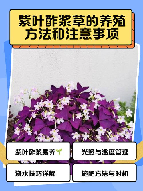 紫叶酢浆草怎么繁殖?图解方法有哪些?-第2张图片-宁夏农业信息网 紫叶酢浆草怎么繁殖?图解方法有哪些?-第2张图片-宁夏农业信息网