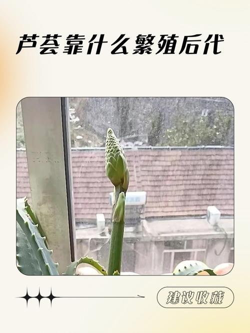 家养芦荟怎么分株繁殖?-第1张图片-宁夏农业信息网 家养芦荟怎么分株繁殖?-第1张图片-宁夏农业信息网