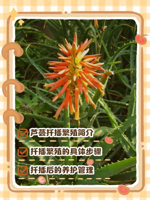 家养芦荟怎么分株繁殖?-第2张图片-宁夏农业信息网 家养芦荟怎么分株繁殖?-第2张图片-宁夏农业信息网