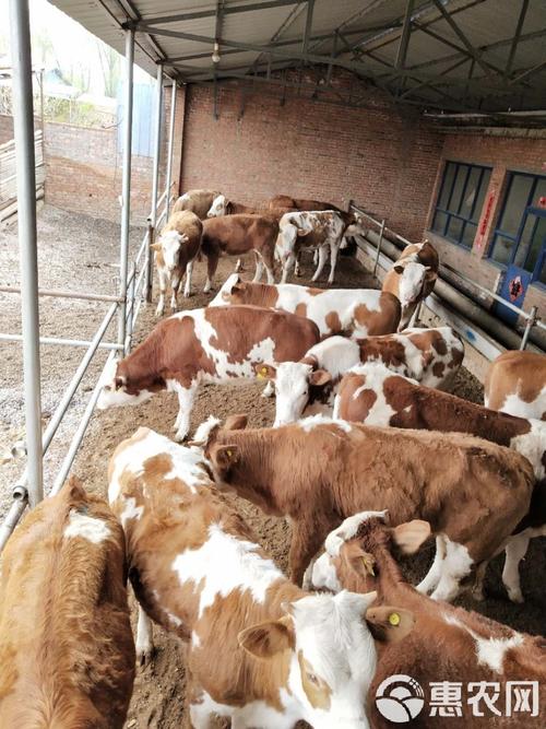 东北养啥品种牛最香?-第1张图片-宁夏农业信息网 东北养啥品种牛最香?-第1张图片-宁夏农业信息网