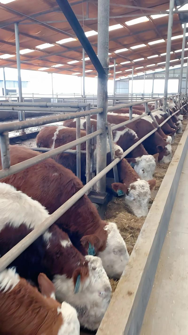 东北养啥品种牛最香？-第2张图片-宁夏农业信息网