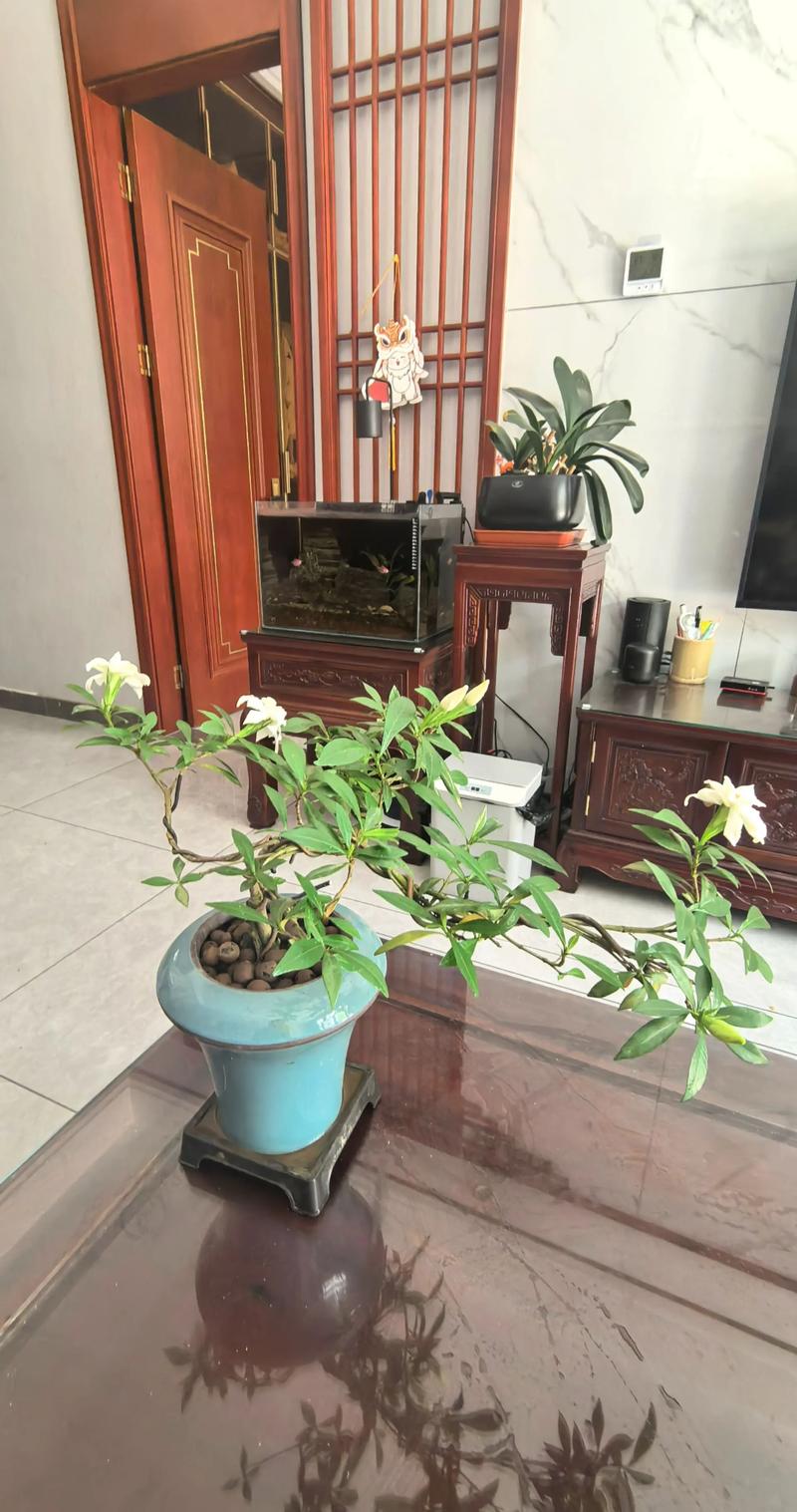 栀子花怎么摆？图片方法有哪些？-第1张图片-宁夏农业信息网