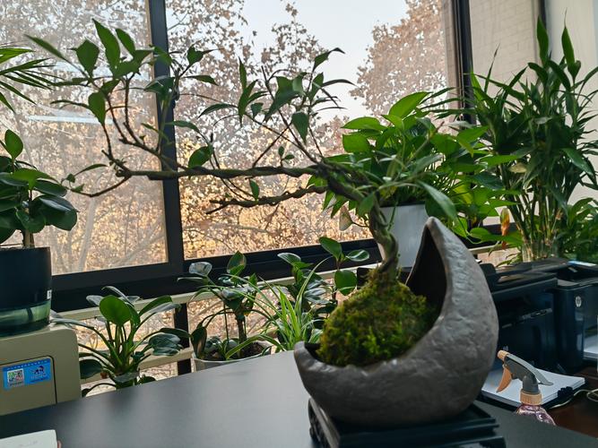 栀子花怎么摆？图片方法有哪些？-第2张图片-宁夏农业信息网