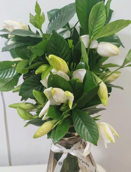 栀子花怎么摆？图片方法有哪些？-第3张图片-宁夏农业信息网