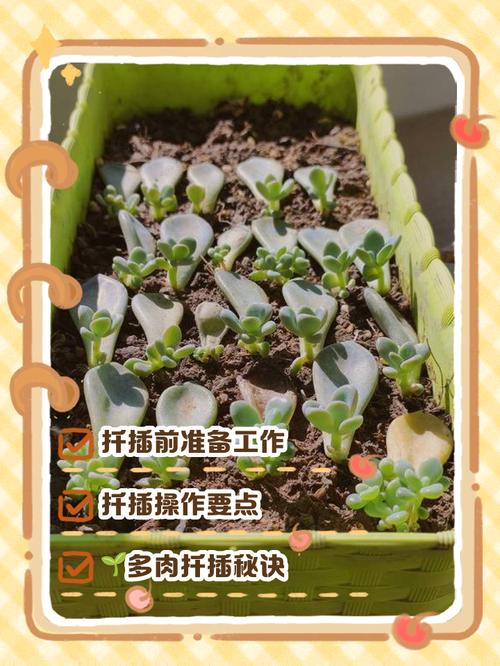 吉娃娃叶片扦插怎么活？-第2张图片-宁夏农业信息网