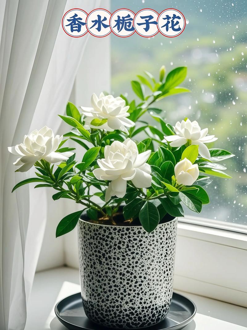 栀子花哪个品种最好？-第2张图片-宁夏农业信息网