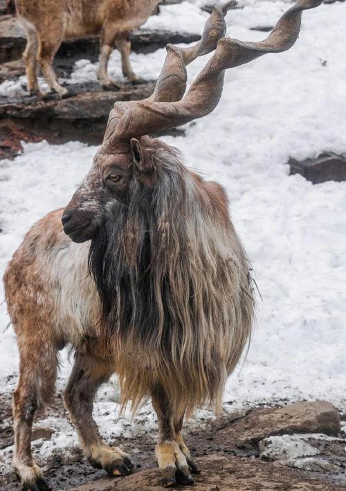 山羊什么品种最好长得快-第1张图片-宁夏农业信息网