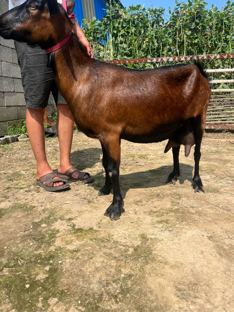 山羊什么品种最好长得快-第2张图片-宁夏农业信息网