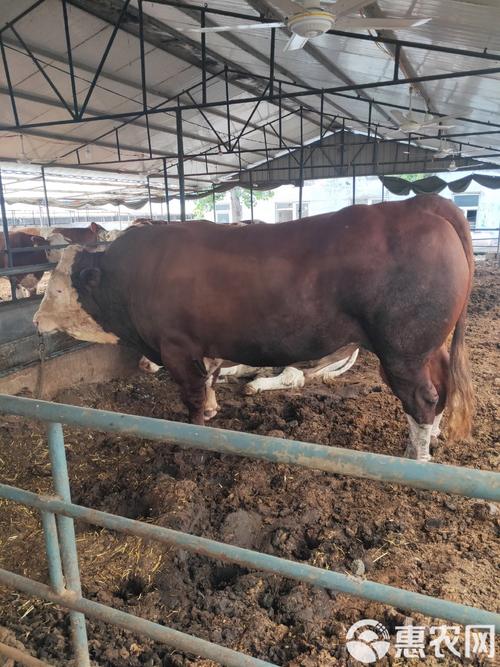 现在养产子牛，哪个品种最好？-第3张图片-宁夏农业信息网