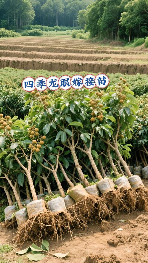 龙眼可嫁接不同品种吗?-第1张图片-宁夏农业信息网 龙眼可嫁接不同品种吗?-第1张图片-宁夏农业信息网