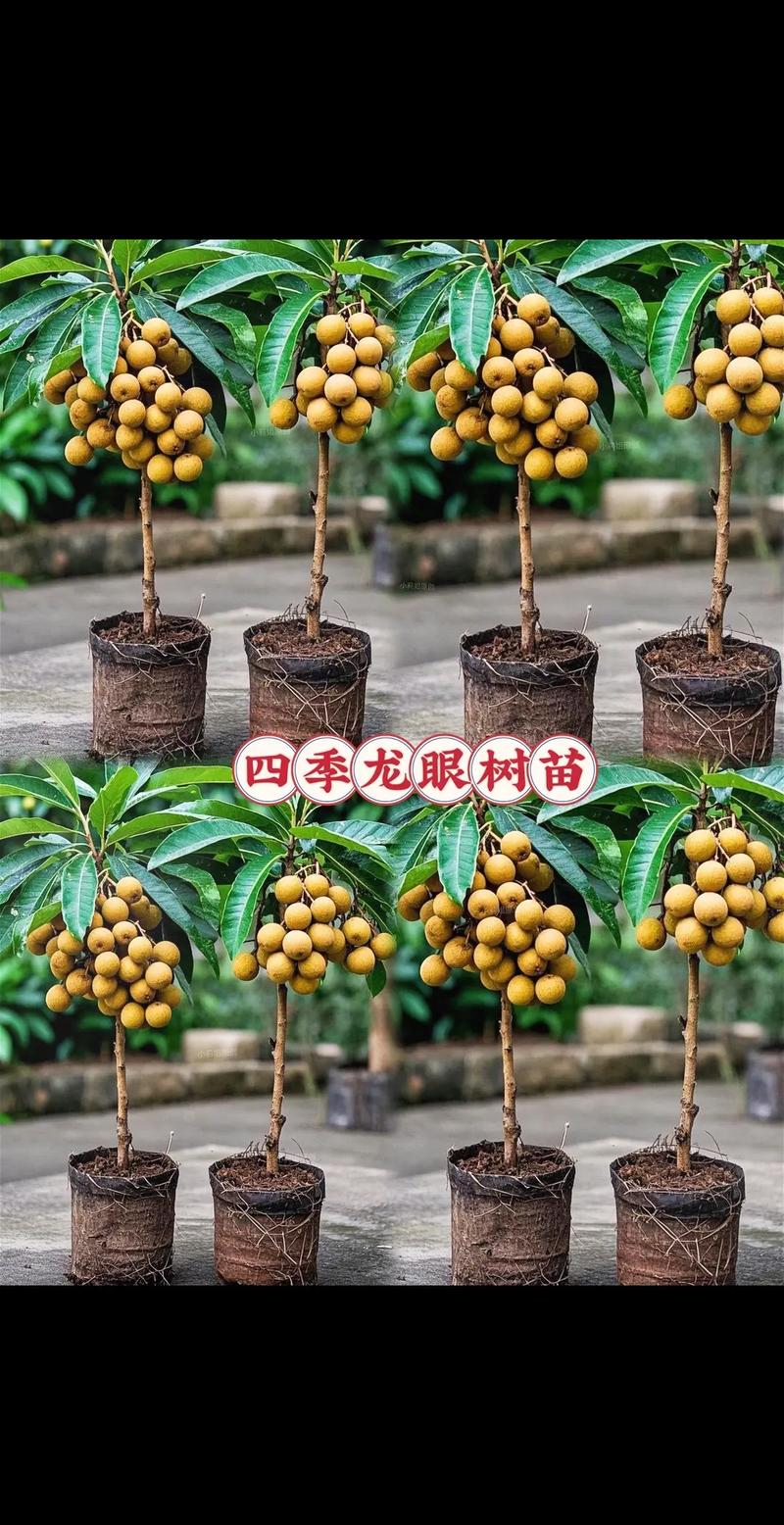 龙眼可嫁接不同品种吗?-第2张图片-宁夏农业信息网 龙眼可嫁接不同品种吗?-第2张图片-宁夏农业信息网