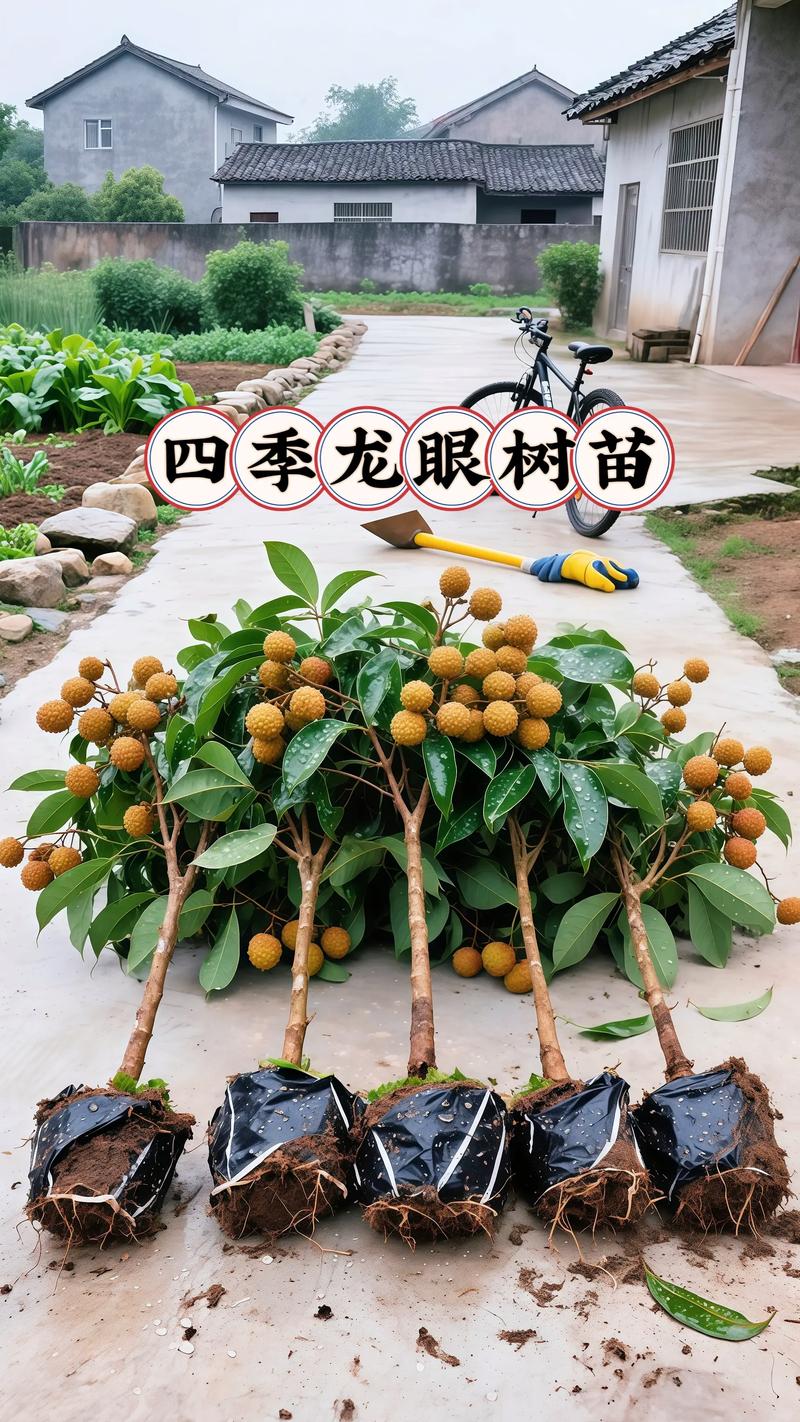 龙眼可嫁接不同品种吗?-第3张图片-宁夏农业信息网 龙眼可嫁接不同品种吗?-第3张图片-宁夏农业信息网