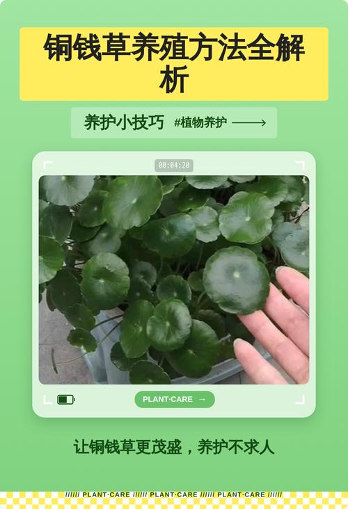 冬天铜钱草怎么养才不死？-第1张图片-宁夏农业信息网