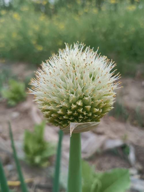 大葱种子怎么种?全过程步骤有哪些?-第1张图片-宁夏农业信息网 大葱种子怎么种?全过程步骤有哪些?-第1张图片-宁夏农业信息网