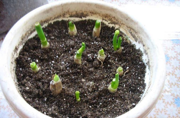 大葱种子怎么种?全过程步骤有哪些?-第2张图片-宁夏农业信息网 大葱种子怎么种?全过程步骤有哪些?-第2张图片-宁夏农业信息网