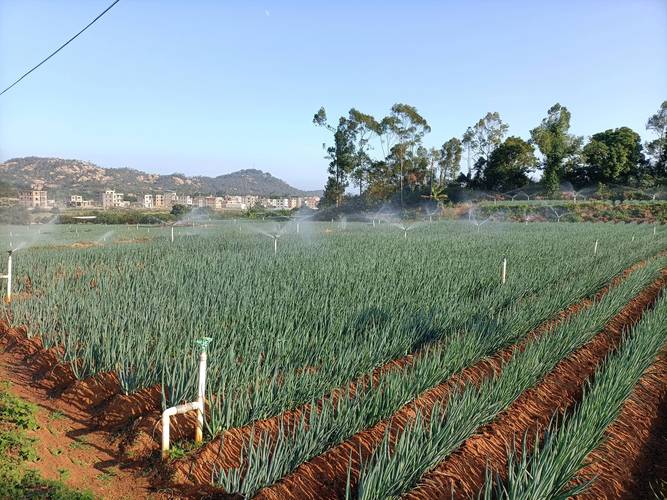 大葱种子怎么种?全过程步骤有哪些?-第3张图片-宁夏农业信息网 大葱种子怎么种?全过程步骤有哪些?-第3张图片-宁夏农业信息网