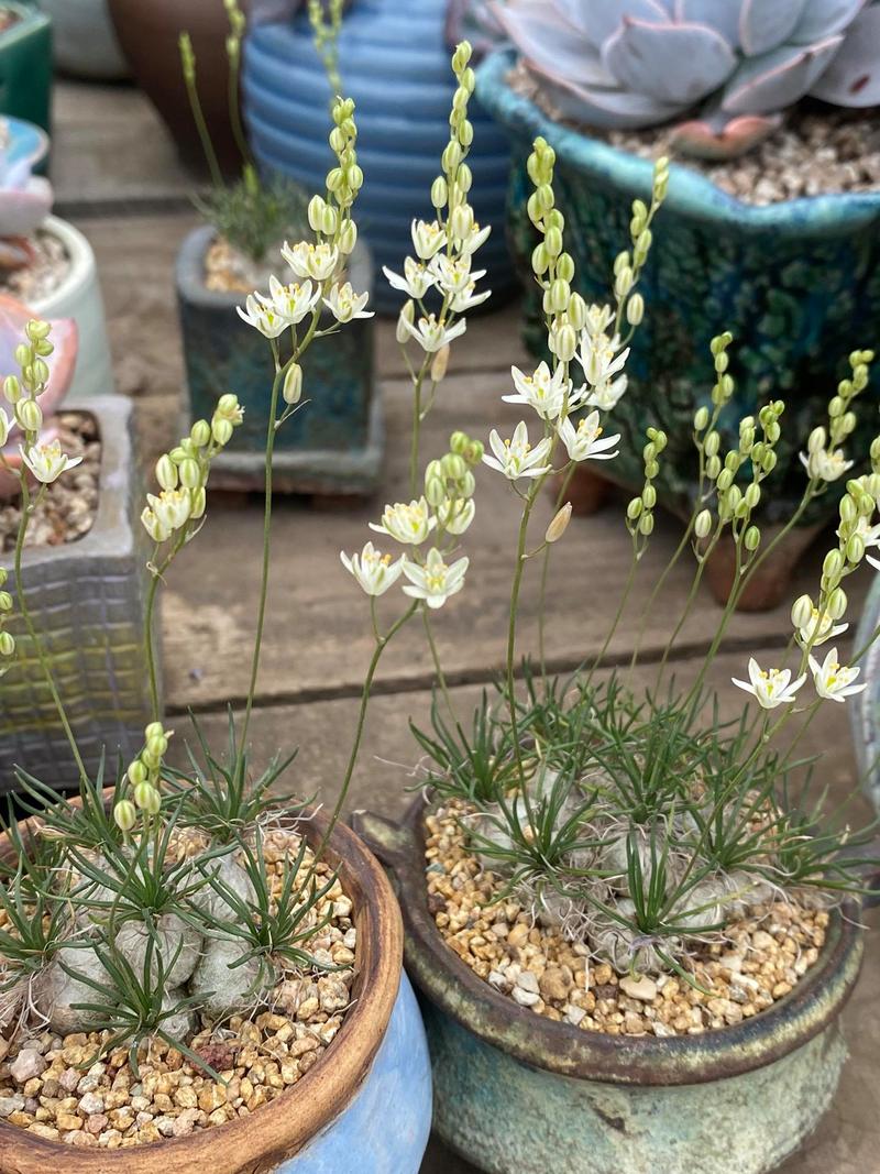 海葱怎么养？功效有哪些？-第1张图片-宁夏农业信息网