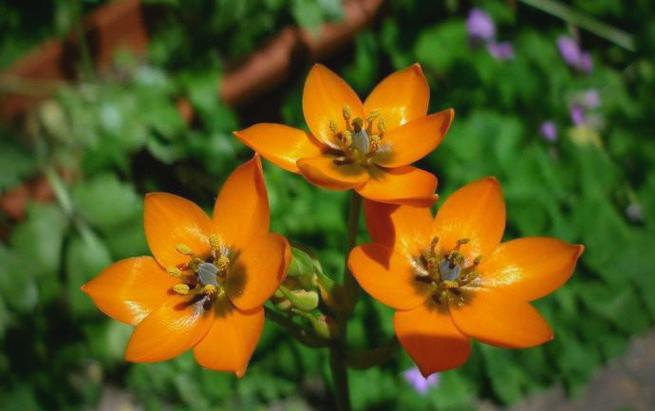 海葱怎么养？功效有哪些？-第3张图片-宁夏农业信息网