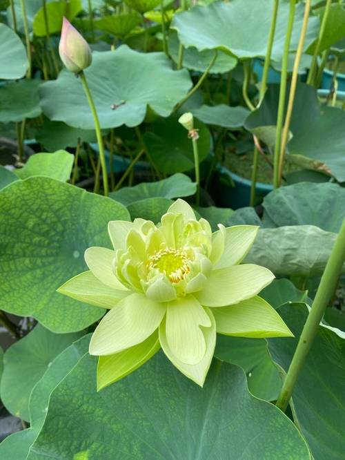 绿色花可食用品种有哪些？-第2张图片-宁夏农业信息网