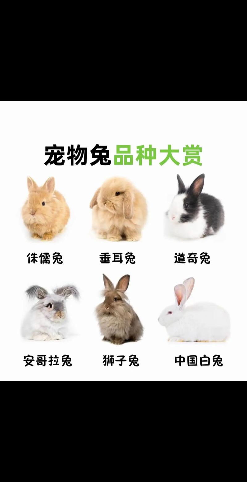 中国兔有哪些常见品种？-第1张图片-宁夏农业信息网