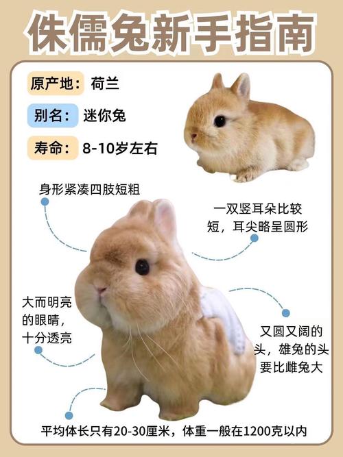 中国兔有哪些常见品种？-第2张图片-宁夏农业信息网