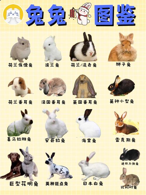 中国兔有哪些常见品种？-第3张图片-宁夏农业信息网