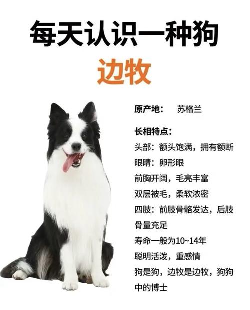 养殖户如何选对牧草品种？-第1张图片-宁夏农业信息网