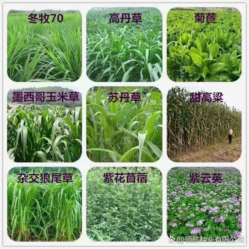 养殖户如何选对牧草品种？-第2张图片-宁夏农业信息网
