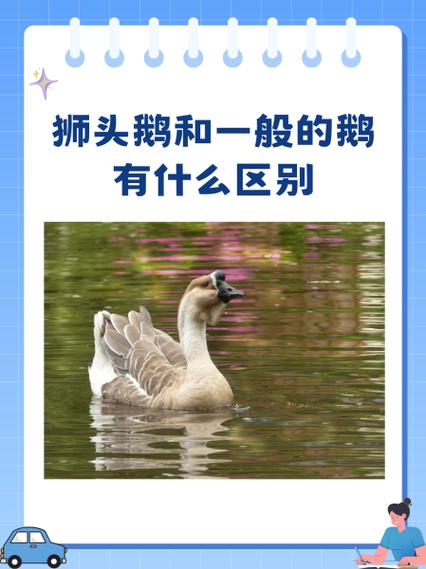 哪种鹅品种没有鹅瘤？-第3张图片-宁夏农业信息网